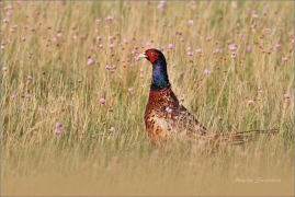 <p>BAŽANT OBECNÝ (Phasianus colchicus) Mladá Boleslav-Radouč /Common pheasant - Fasan/</p>
